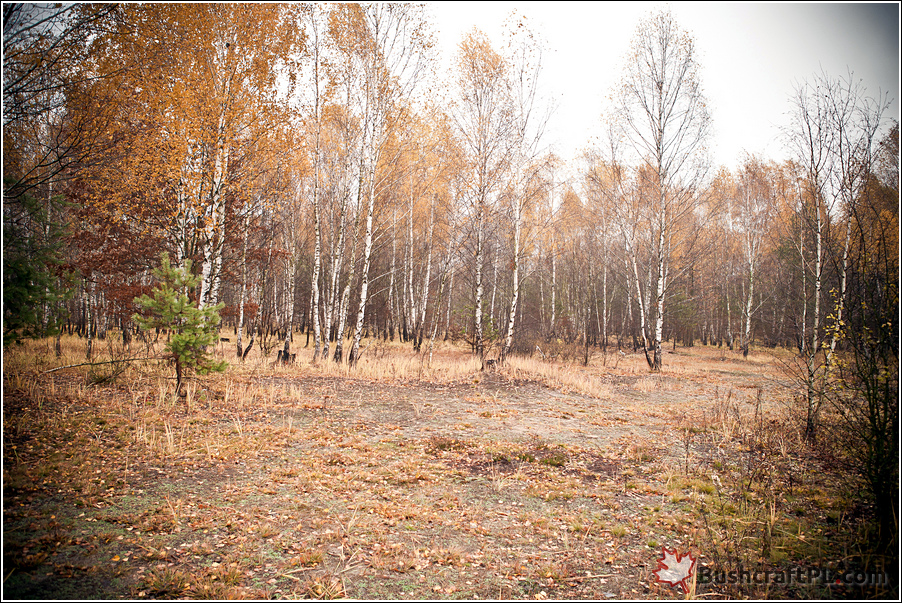 20121110_swedish_breakfast_0001.jpg